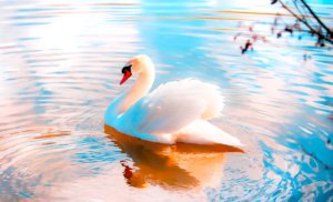 Kuğuların Çağrısı: Estetiğin Kusursuz Temsilcileri