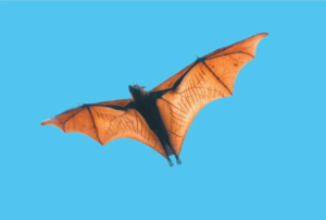 Gökyüzü’nün Gizemli Dansçıları: Yarasalar