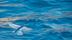 Exocoetidae: Uçan Balıkların Evrimi ve Adaptasyonları