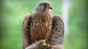 Rize Atmaca Yetiştiriciliği: Yüzlerce Yıllık Gelenek Nasıl Yaşatılıyor?